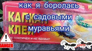 Садовые муравьи. Пробую два средства.