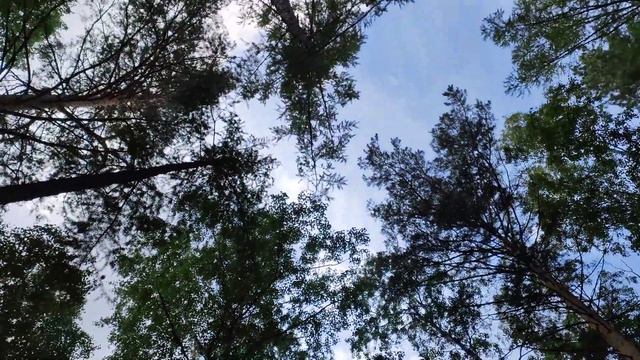 Птицы в лесу летом. Национальный парк-заповедник Столбы. Красноярск