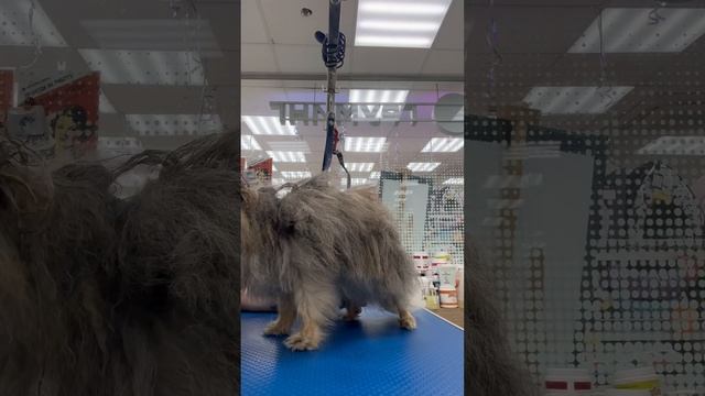 Сушка шпица феном 🐻 смотреть онлайн