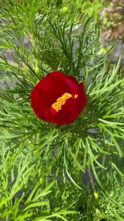 Пион узколистный #цветы #garden #растения