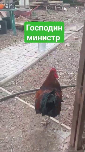 Господин министр - ТРУС #animals #funnyanimal #животные #птицы #к? смотреть онлайн