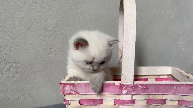 Британским котятам питомника Монмут исполнился месяц. Учатся позировать на фотосессии