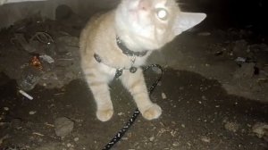 Рыжык под плитой