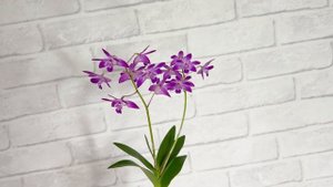 Орхидея дендробиум кингианум и его гибриды (dendrobium kingian