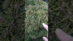 стриженая сосна обыкновенная