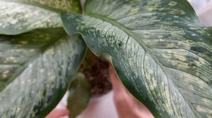 306. Цветы. Работаем с диффенбахиями.