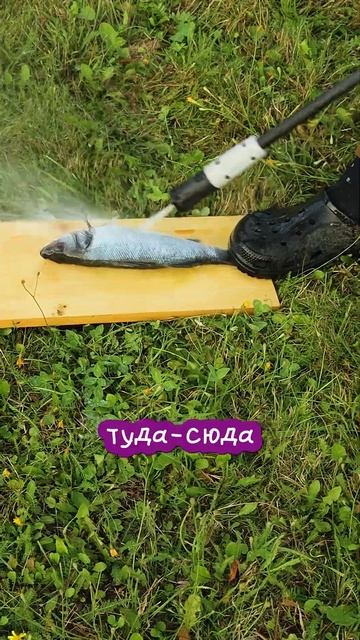 Как быстро почистить рыбу #steinhouselive #лайфхак #рыба смотреть онлайн