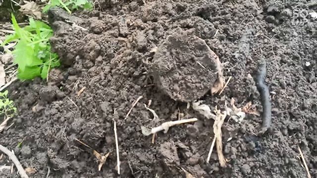 поиск находок в кустах от железа до монет.