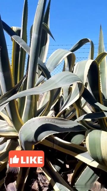 Этому огромному Алое Вера уже болеее 100 лет🔥This huge Aloe Ve смотреть онлайн