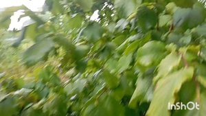 1006151519.mp4