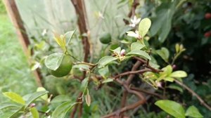 Павловский померанец, он же Павловский мандарин, непр?