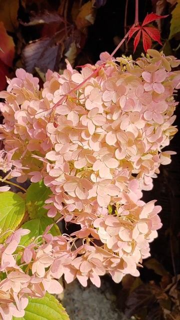 Жемчужная гортензия🩷 смотреть онлайн