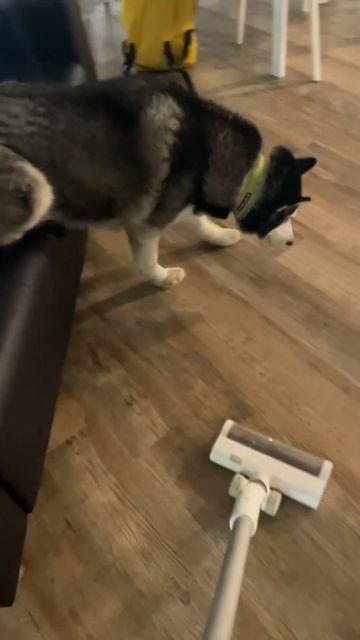 Наша Луна боится пылесоса:)) #хаски #собака #пылесос #со? смотреть онлайн