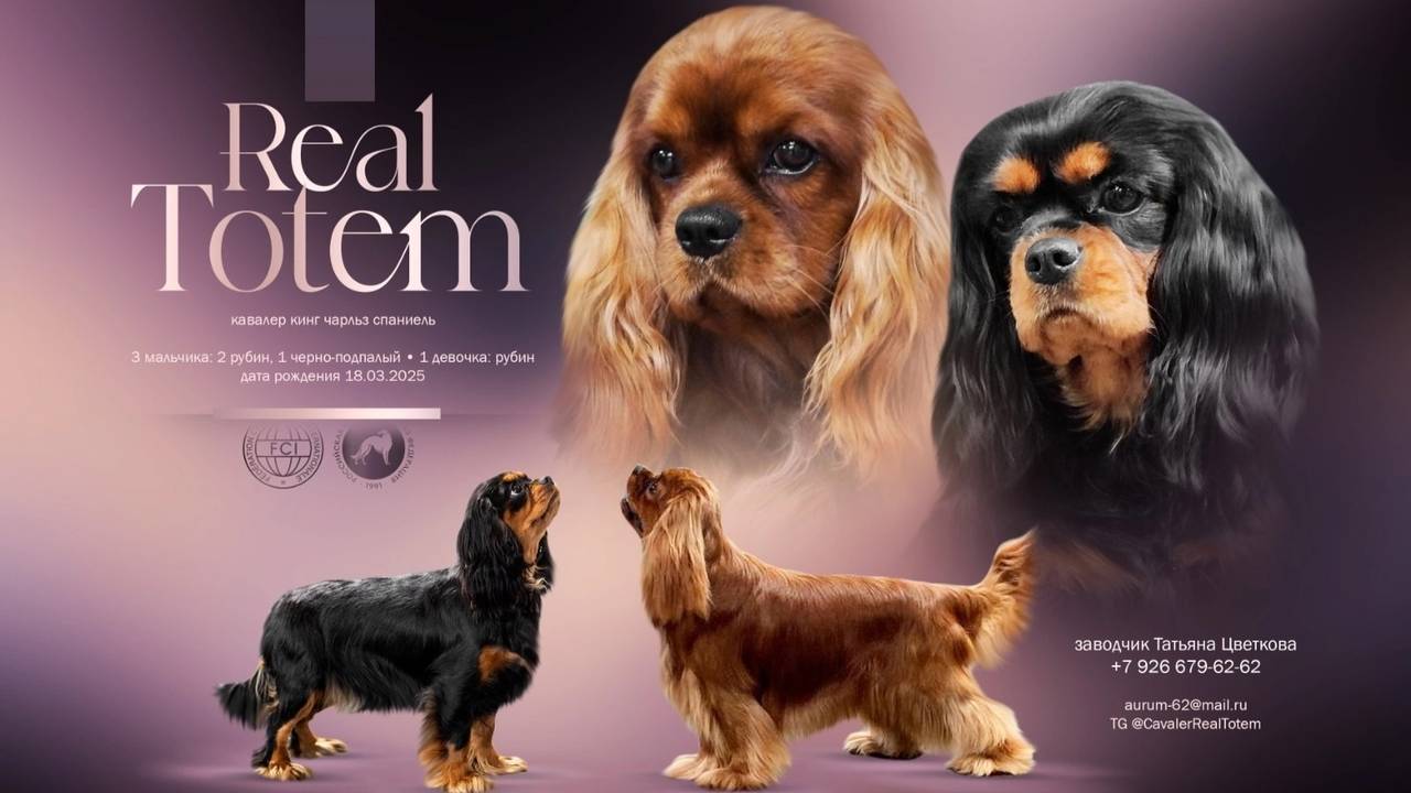 +7 926 679-62-62 Щенки Кавалер Кинг Чарльз спаниель ✍️ Татьяна Цветкова Питомник REAL TOTEM
