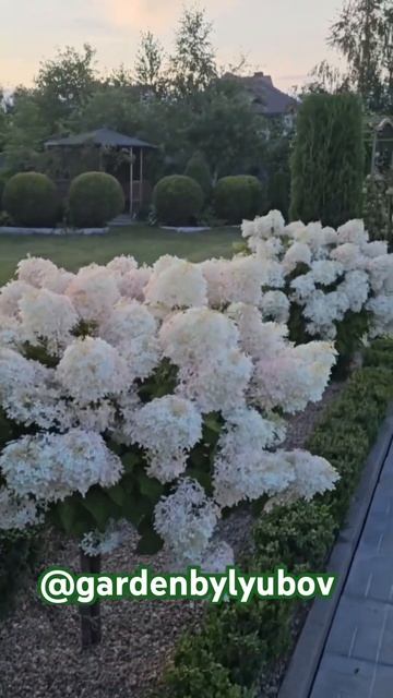 #hydrangea#hortensia#гортензия#garden#гортензія#flowers#park#phantom #shorts#ア? смотреть онлайн
