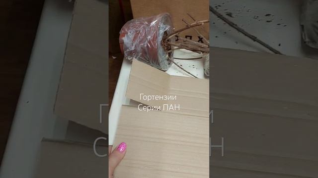 Упаковка и отправка гортензий ПАН #гортензии #метельч? смотреть онлайн