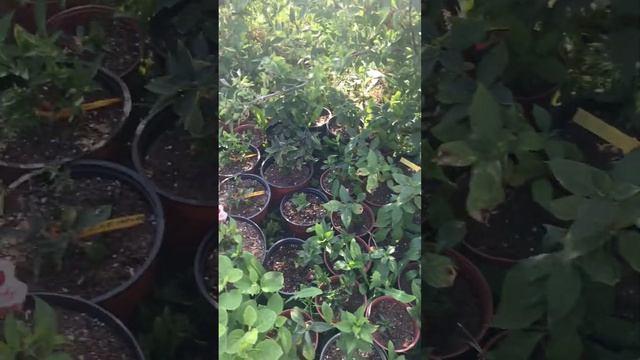 Потери 🥹маточника🪴мет.гортензии 🌸 смотреть онлайн