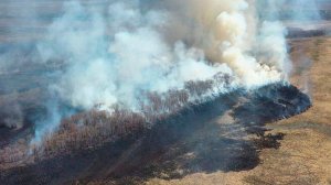 Причиной массивного пожара в Муравьевском парке стал человеческий фактор