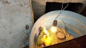 Инкубатор из холодильника.