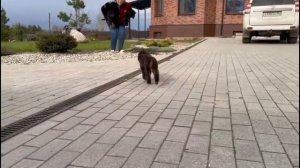 Той пудель коричнево-подпалый Джентли Борн Жанейра
