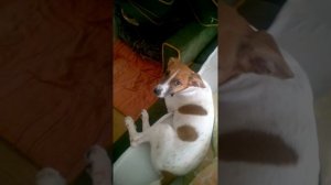 джек рассел# собаки#приколы