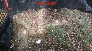 Выращивание сосны Тунберга из семян (часть 4)