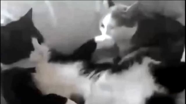 Приколы про кошек самые смешные) смотреть онлайн