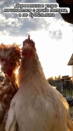 Деревенское утро начинается с крика петуха, а не будильника.