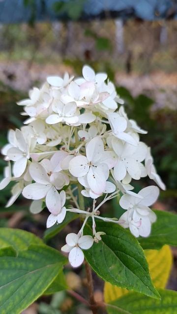 Гортензія Skyfall. 2 листопада 2024 смотреть онлайн