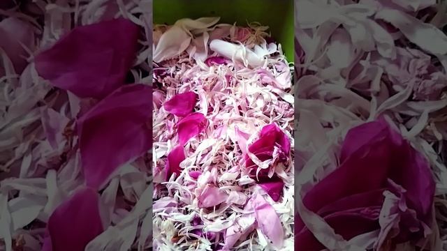 ♥️♥️♥️Цветы Пиона, сушка 🌎🌳✳️🦁 смотреть онлайн