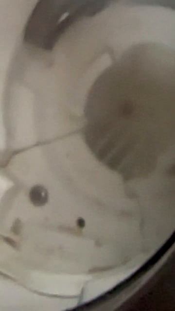 Посудомойка Bosch не сливает воду смотреть онлайн