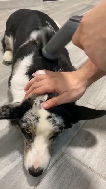 Корги и пылесос, очень много шерсти😏 смотреть онлайн