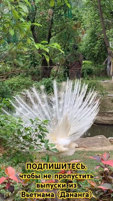 Чудо🔥Фен Шуй (белый павлин) - символ гармонии и благоп смотреть онлайн