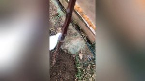 Абрикосы в теплице: миф или реальность?