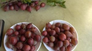 ДАРЛИНГ. Новинка от Любера. Крыжовник с яркой и очень ?