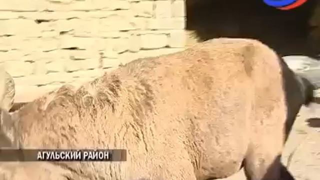 АГУЛЬСКИЙ РАЙОН ЗНАМЕНИТЫЙ