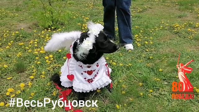 Костюмированное шоу собак в парке им. Кирова 4 мая 2025 г.