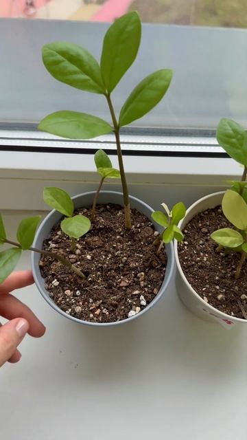 ВАРИЕГАТНЫЙ ЗАМИОКУЛЬКАС:  укоренение и посадка ☺️💪 смотреть онлайн