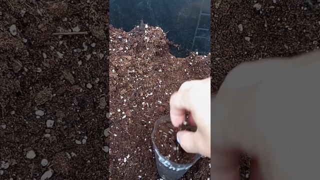 Рассаживаю гортензию Френч болеро по стаканам. смотреть онлайн