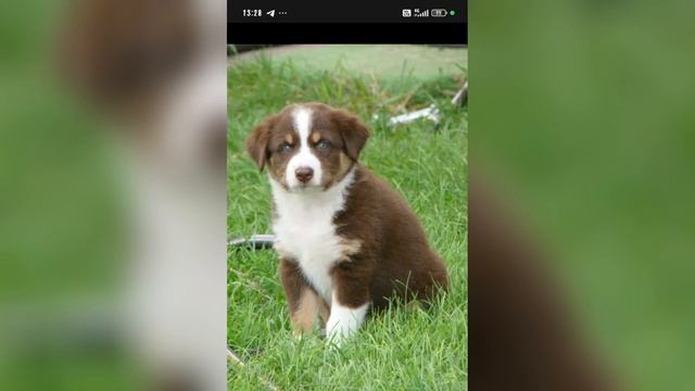 Английская овчарка 🐕 смотреть онлайн