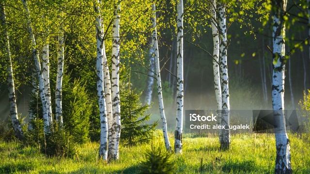 Родовая молитва от зависти и спеси..Эволюция есть пост