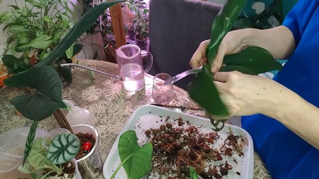 Большая пересадка разномастных растений.