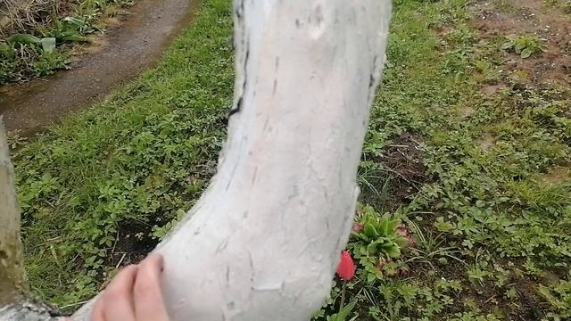 Яблони на участке