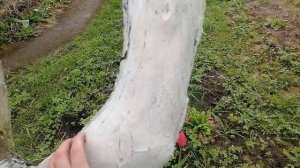 Яблони на участке