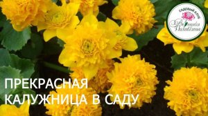 КАЛУЖНИЦА  В САДУ