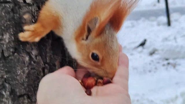 Белка ест орехи, прячет орехи в снежной корке. смотреть онлайн