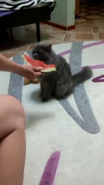 Будет ли кошка есть арбуз? смотреть онлайн