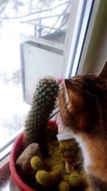 зацвёл кактус смотреть онлайн