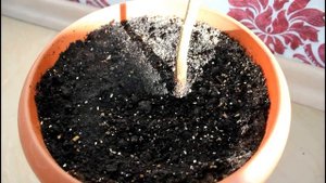 Баухиния (Орхидейное дерево). Часть 4.  Комнатные цветы.