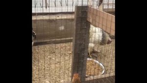 Крупная порода кур « БРАМА » Вес взрослого петуха може